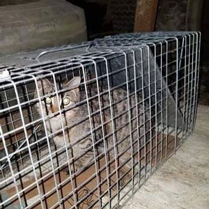 A cat in a trap