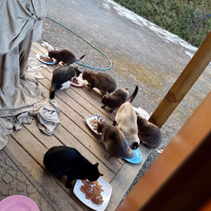The cats eating at the caretakers porch