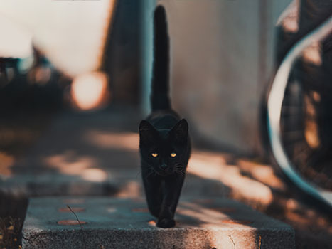 black cat walking in an alley