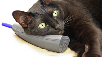 Black cat on the phone.