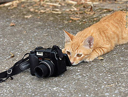 Cat looking through a camera lens.