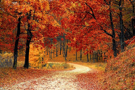 The forest in fall with leaves all red.