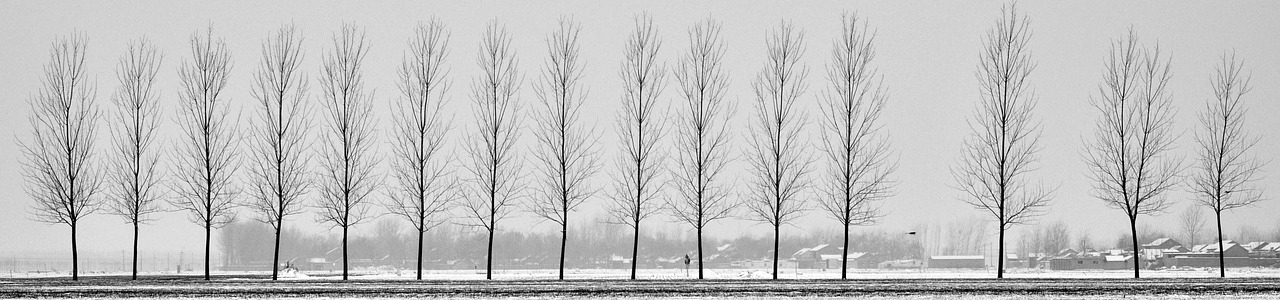tall trees in a row in winter.