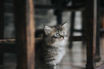 A Kitten.